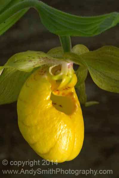 Yellow Lady's Slipper, <em>Cypripedium calceolus</em>